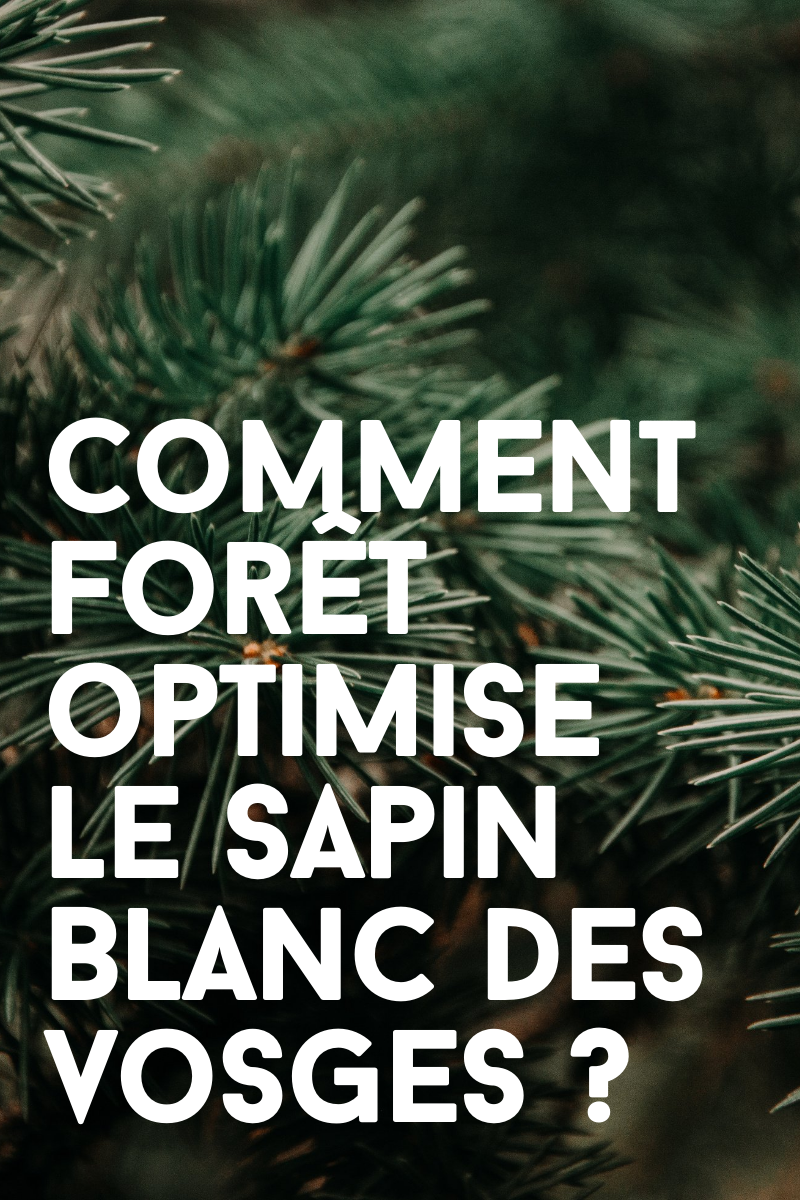 Comment FORêT optimise le Sapin Blanc des Vosges ?